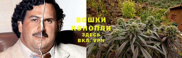 прущие грибы Нефтекумск