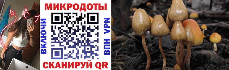 цены наркотик  Калачинск  Псилоцибиновые грибы GOLDEN TEACHER 